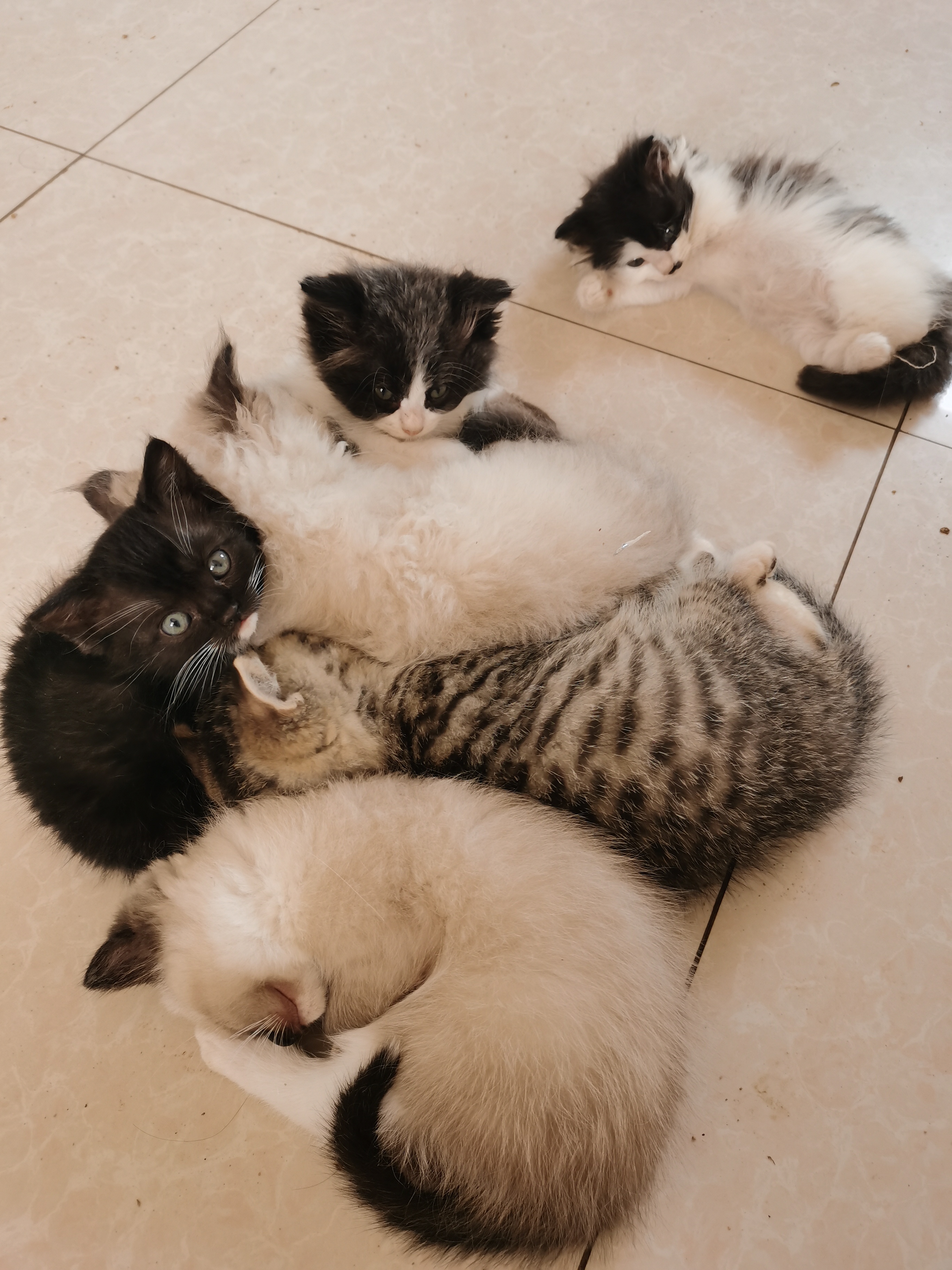 有暹罗猫，另外还有一只三脚猫可以送